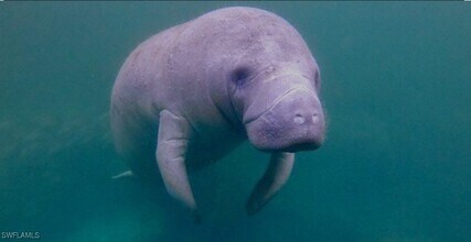 333 Sunrise Cay in Naples, FL - Building Photo - Building Photo