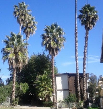 Avenue 50 Apartments in Los Angeles, CA - Foto de edificio - Building Photo