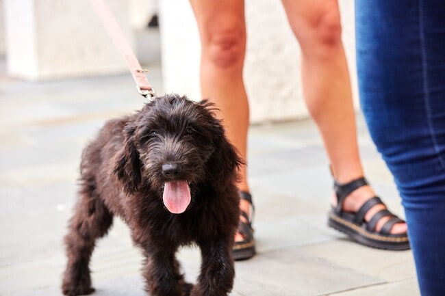The Henslow Daniel Island Apartments & Townhomes in Charleston, SC - Building Photo - Building Photo