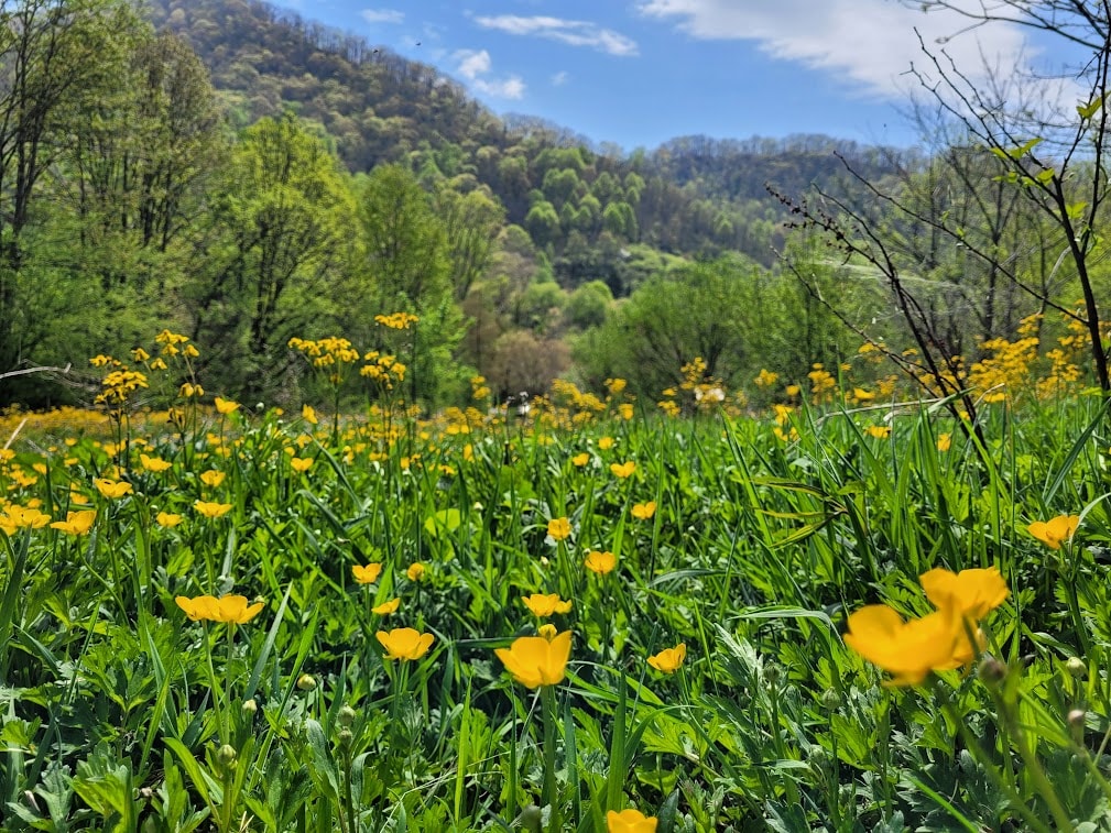 3691 Max Patch Rd Rentals in Clyde, NC