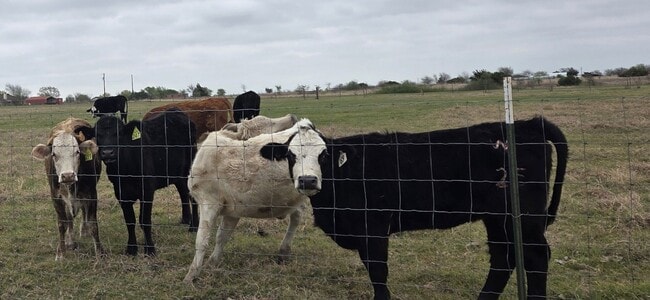 2403 Bottoms East Rd in Troy, TX - Building Photo - Building Photo