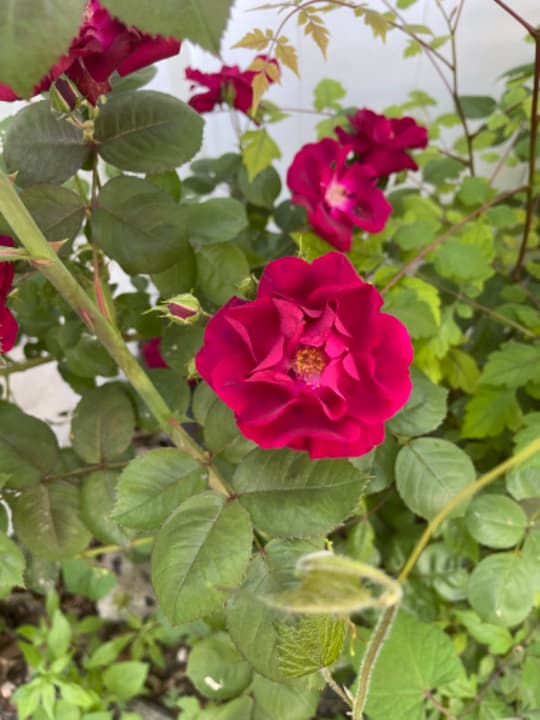 77 Carroll St-Unit -1 in Poughkeepsie, NY - Building Photo