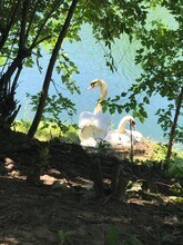 Lakeside at Walnut Hills in Plainfield, IN - Foto de edificio - Building Photo