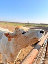 14621 16th Ave in Lemoore, CA - Building Photo - Building Photo