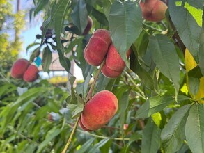 725 Washington Blvd, Unit Lower Unit in Marina Del Rey, CA - Foto de edificio - Building Photo