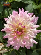 15 Applewood Dr in Park City, MT - Building Photo - Building Photo