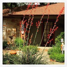 8004 Downing St in Austin, TX - Building Photo - Building Photo