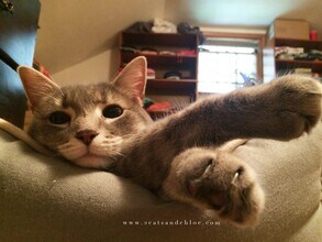 2715 Ferndale Ave, Unit 1 in Ames, IA - Building Photo - Building Photo