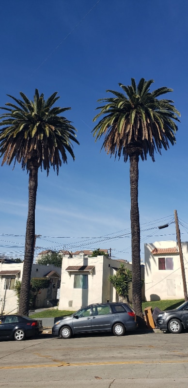 461 N Boylston St in Los Angeles, CA - Building Photo - Building Photo