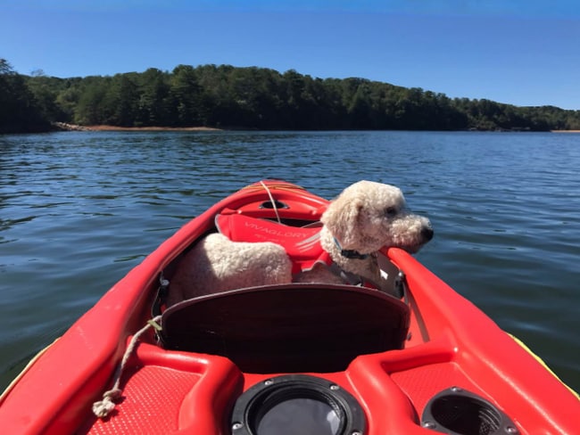 124 Lake Shore Dr in Morganton, GA - Building Photo - Building Photo