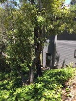 58 Roble Rd, Unit Detached Cottage in Berkeley, CA - Building Photo