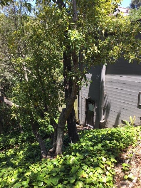 58 Roble Rd, Unit Detached Cottage in Berkeley, CA - Building Photo