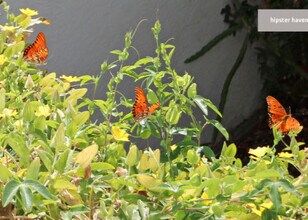 3270 Cedar St, Unit 1 in San Diego, CA - Foto de edificio - Building Photo