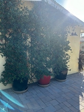 8479 Avalon Ct in Rancho Cucamonga, CA - Foto de edificio - Building Photo