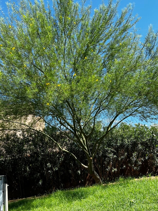 1512 N Forgeus Ave, Unit guest house in Tucson, AZ - Foto de edificio - Building Photo