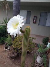 917 E Madison Ave, Unit 917 E Madison Ave in El Cajon, CA - Building Photo - Building Photo