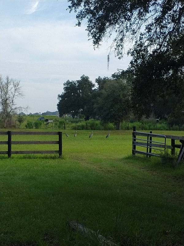 7090 SE 181 Ct in Morriston, FL - Building Photo - Building Photo