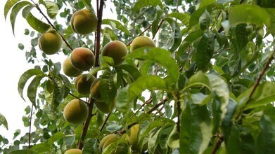 2867 NE Sedalia Loop in Bend, OR - Building Photo - Building Photo