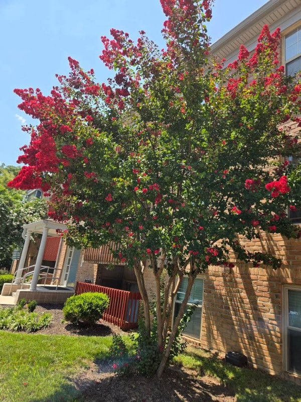 6 Banyan Wood Ct in Essex, MD - Building Photo - Building Photo