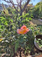 4020 E Creek View Dr in Camp Verde, AZ - Building Photo - Building Photo