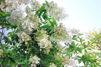 22 Bateman Ave in Newport, RI - Building Photo - Building Photo