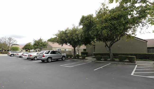 Olive Tree Plaza in Hayward, CA - Building Photo - Building Photo