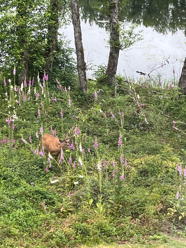 15116 NE Grantham Rd in Amboy, WA - Foto de edificio - Building Photo