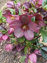 8970 E Gull Lake Dr in Augusta, MI - Building Photo - Building Photo