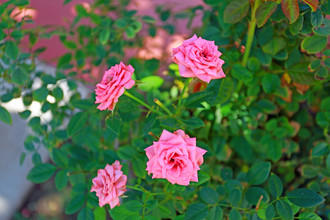 BELLA FLORA in Tucson, AZ - Foto de edificio - Building Photo