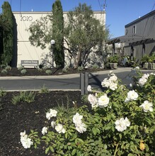 Olive Tree Apartments in Napa, CA - Foto de edificio - Building Photo