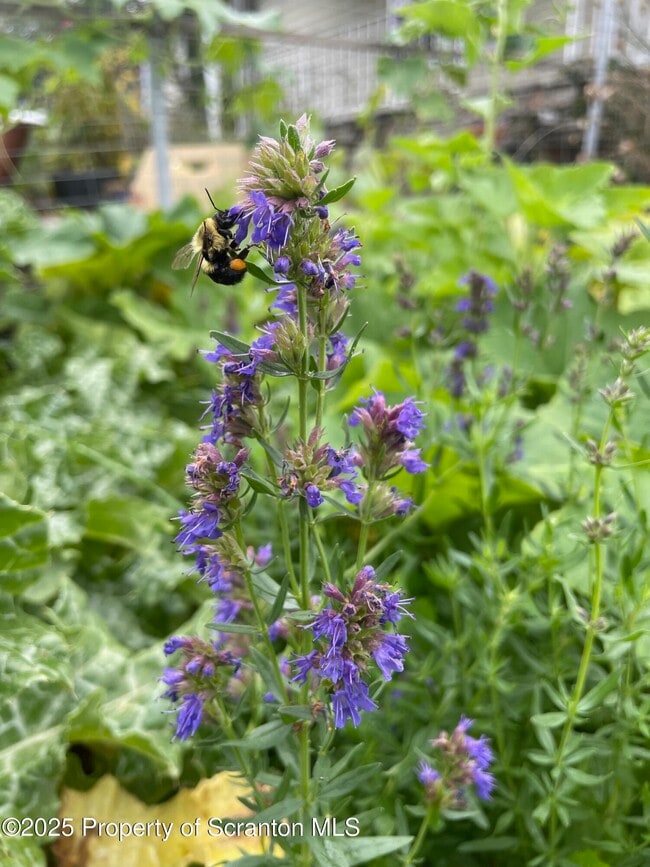 910 Bernard Ave in Chinchilla, PA - Building Photo - Building Photo