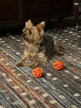 100 Palm Harbor Pkwy in Palm Coast, FL - Building Photo - Building Photo