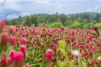 Rentals in Forest Grove, OR