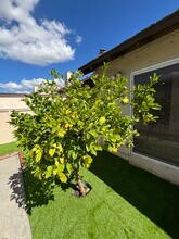 1220 Marble Ln in La Habra, CA - Building Photo - Building Photo