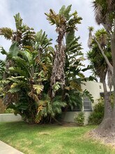 1042 Pearl St, Unit B in Santa Monica, CA - Foto de edificio - Building Photo