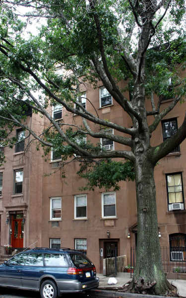 347 Pacific St in Brooklyn, NY - Foto de edificio - Building Photo