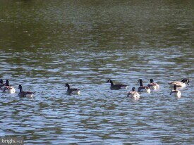 1708 Lake Shore Crest Dr in Reston, VA - Building Photo