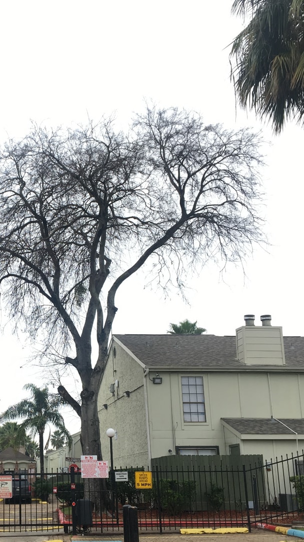 8714 Village of Fondren in Houston, TX - Foto de edificio - Building Photo