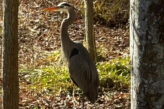 30381 Crowley Dr, Unit 317 in Ocean View, DE - Foto de edificio - Building Photo