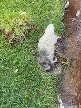 99-766-766 Holoai St in Aiea, HI - Building Photo - Building Photo