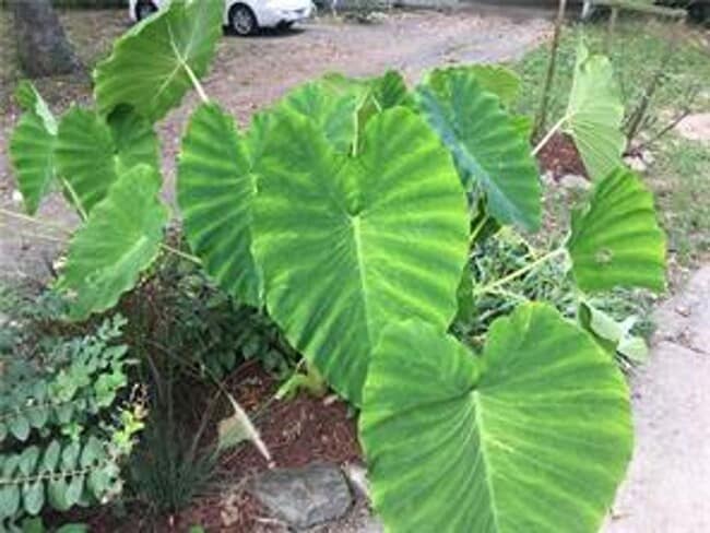 48 Grisham Dr in Bella Vista, AR - Building Photo - Building Photo