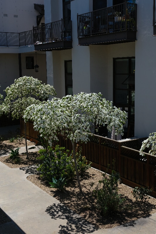 925 The Alameda, Unit 108 in San Jose, CA - Foto de edificio - Building Photo