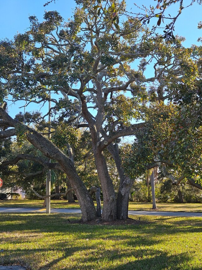 129 Camphor Cir, Unit F in Oldsmar, FL - Building Photo - Building Photo