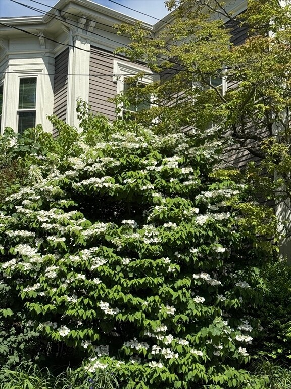 19 Harvard Ave in Brookline, MA - Building Photo - Building Photo
