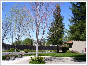 Winters Senior Apartments in Winters, CA - Building Photo