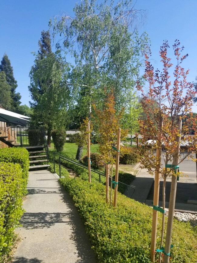 Parkview Apartments in Auburn, CA - Foto de edificio - Building Photo