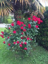 2501 Mahon Av in North Vancouver, BC - Building Photo - Building Photo