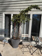 3096 Point Clear Dr in Fort Mill, SC - Building Photo - Building Photo