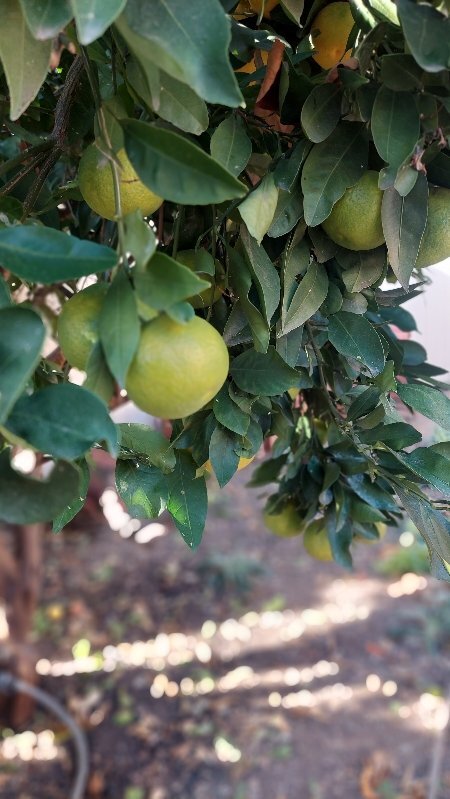 9204 Old Castle Rd in Valley Center, CA - Building Photo - Building Photo