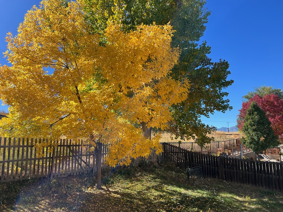11428 W 104th Dr in Westminster, CO - Building Photo